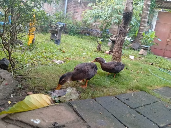 Pareja de patos