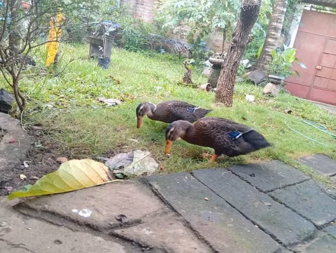 Pareja de patos