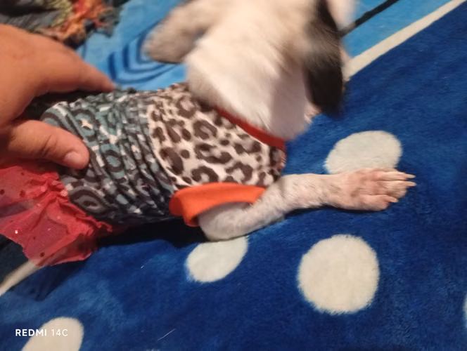 Chihuahua