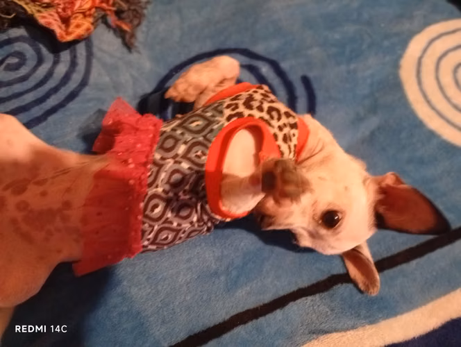 Chihuahua