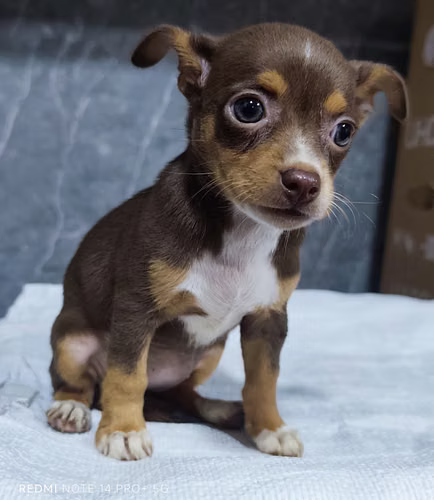 Chihuahuas minis hembras - Imagen 9