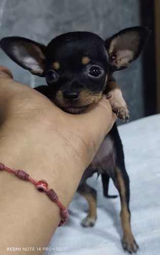 Chihuahuas minis hembras - Imagen 3