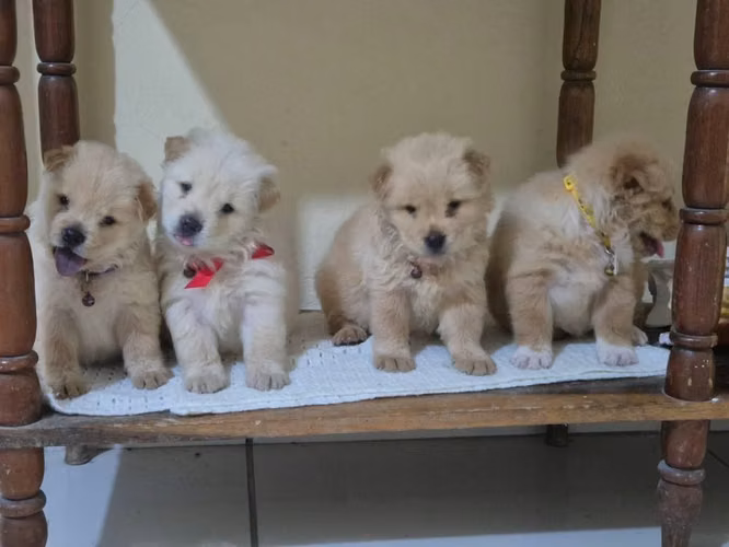 Cachorros raza samoyedo