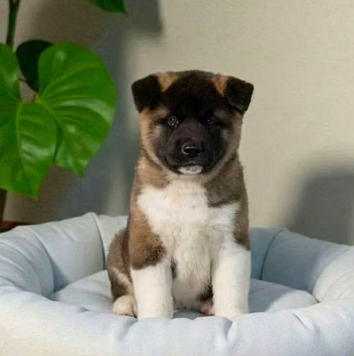 perro disponible Akita Americano