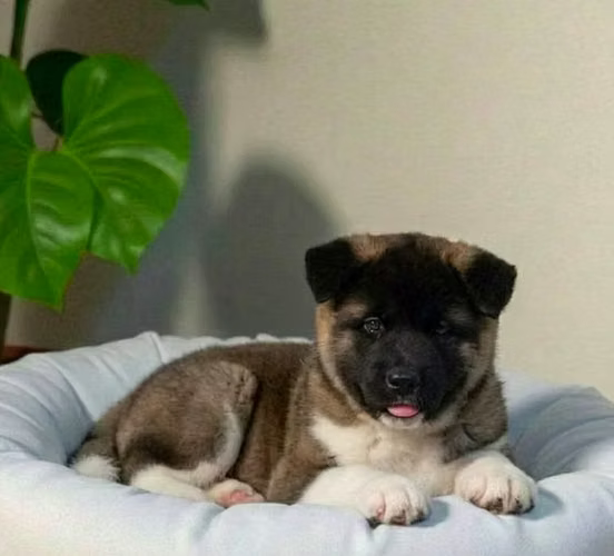 perro disponible Akita Americano