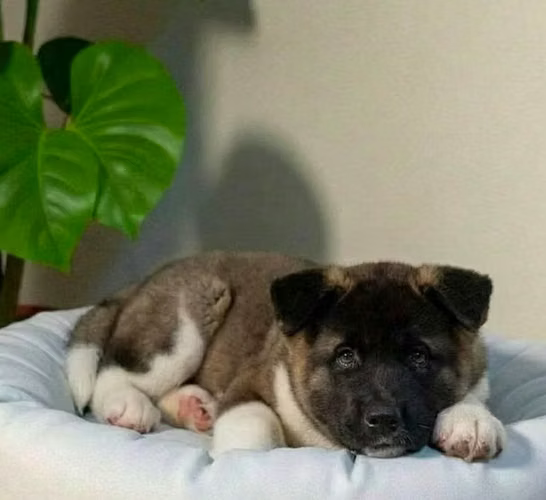 perro disponible Akita Americano