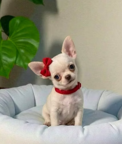 Chihuahua disponible para venta