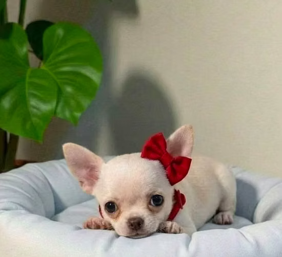 Chihuahua disponible para venta