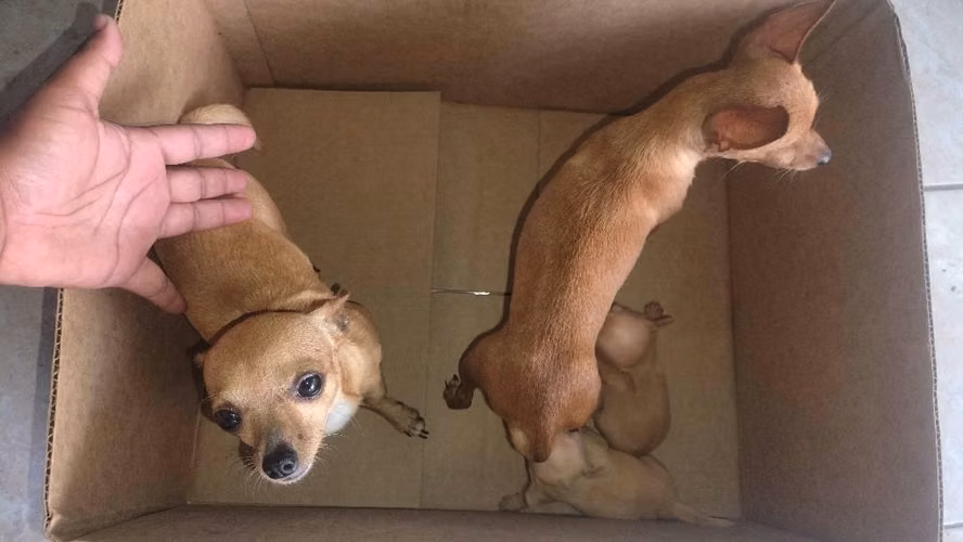Chihuhuas mini