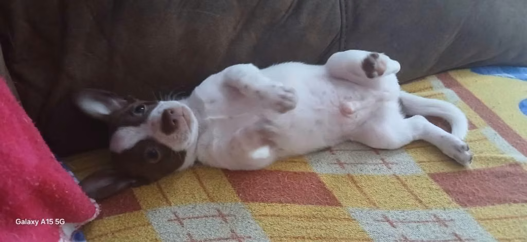 Vendo chihuahua 2 meses de edad - Imagen 2
