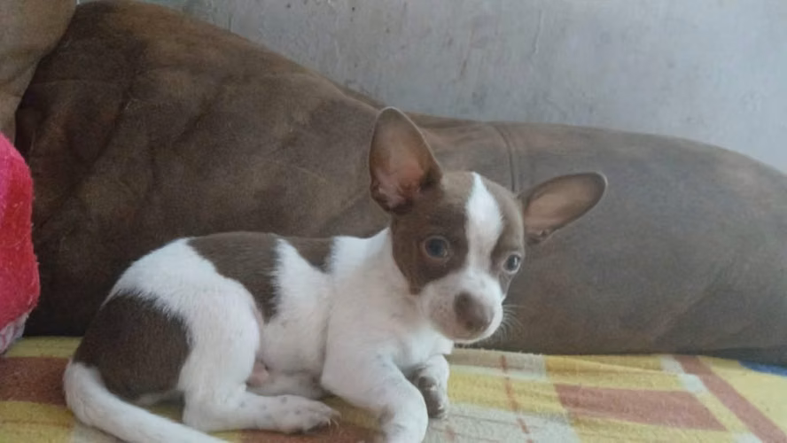 Vendo chihuahua 2 meses de edad - Imagen 3
