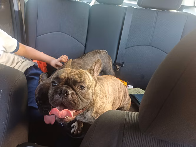 Bulldog frances - Imagen 6