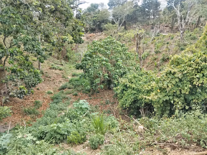 Terreno en venta entrada a Comasagua en la Libertad