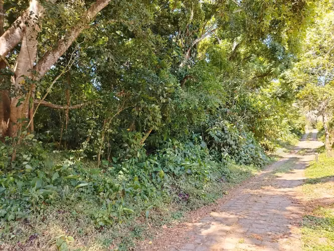 Quintas del Bosque - Imagen 2