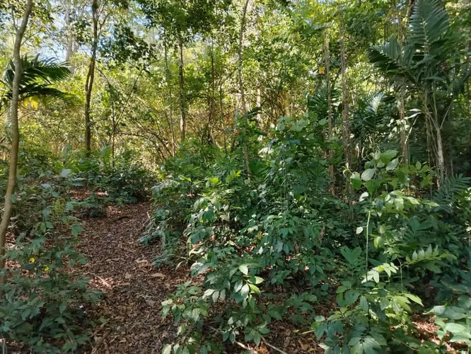 Quintas del Bosque - Imagen 4