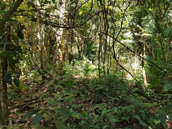 Quintas del Bosque - Imagen 3