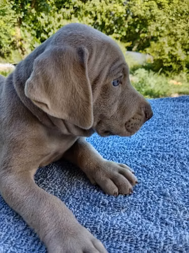 Cachorros weimaraner