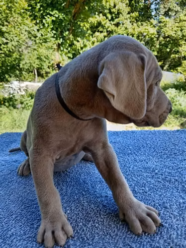 Cachorros weimaraner