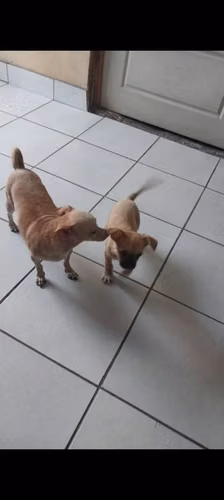 Chihuahua mini hembra