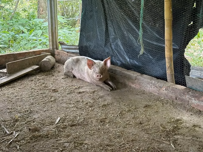 Vendo cerdo