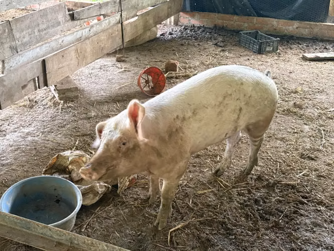 Vendo cerdo