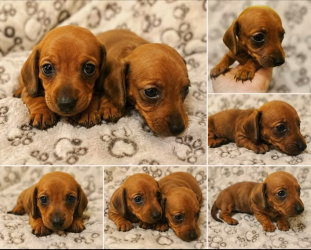 Perritos salchicha 100% puros