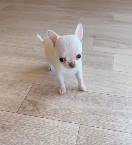 Chihuahuas mini toy - Imagen 6