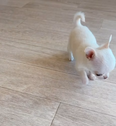 Chihuahuas mini toy - Imagen 9