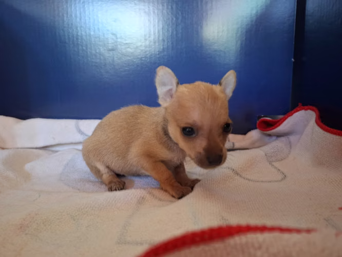 Chihuahuas mini toy - Imagen 11