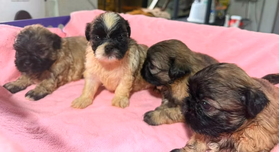 Shih tzus - Imagen 2