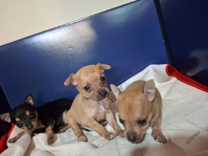 Chihuahuas mini toy - Imagen 2