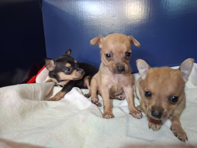 Chihuahuas mini toy