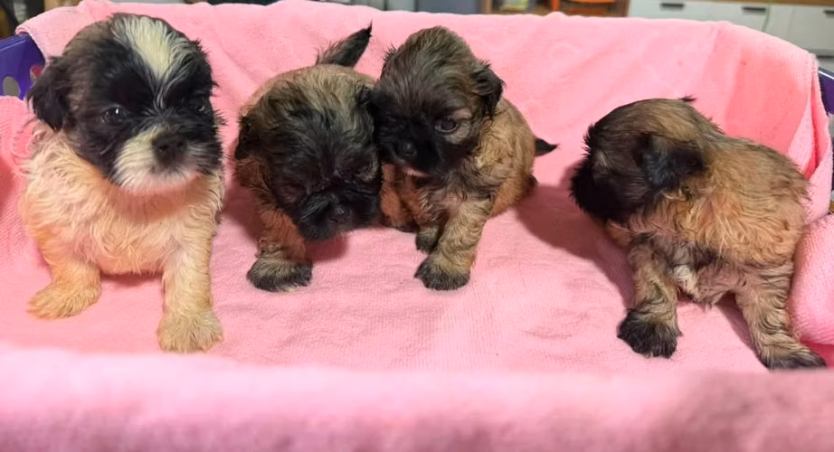 Shih tzus - Imagen 4
