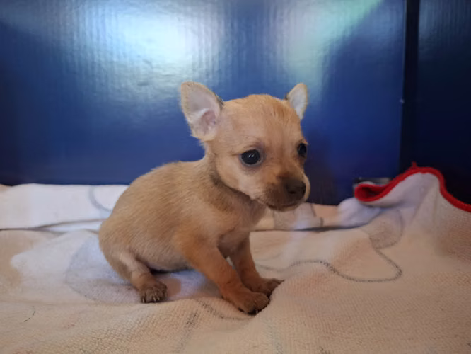 Chihuahuas mini toy - Imagen 10