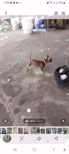Vendo chihuahua