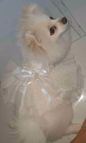 Pomerania Muñeca Hembra con Pedigrí - 7 Meses - Imagen 4