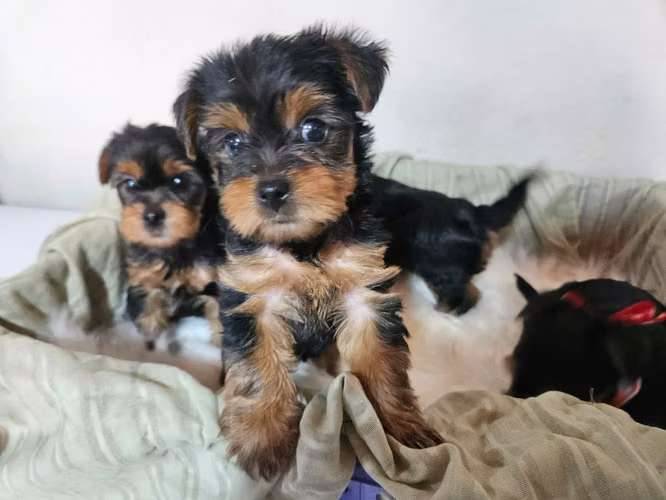 Cachorros Yorkshire - Imagen 4