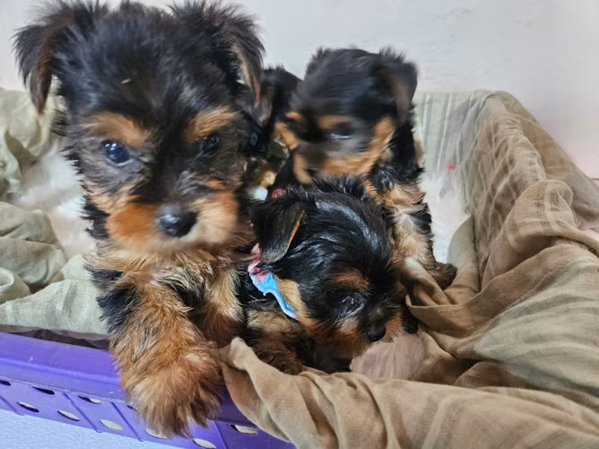Cachorros Yorkshire - Imagen 3