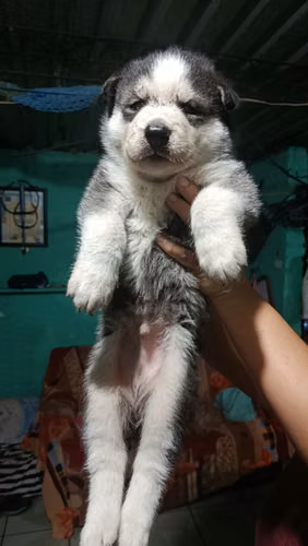 Husky sibirian