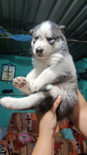 Husky sibirian - Imagen 3