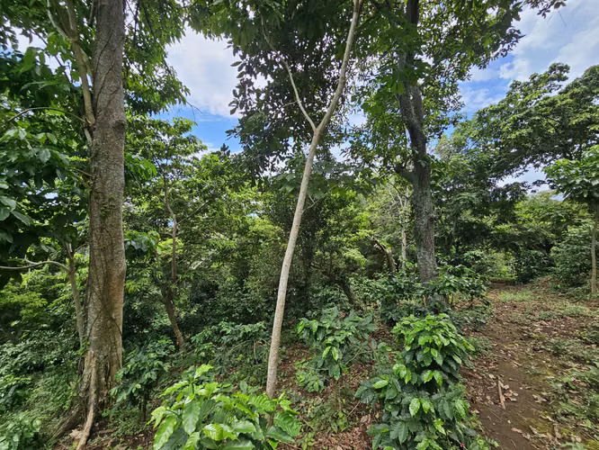 Venta de finca en Usulután - Imagen 6