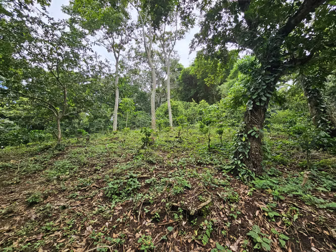 Venta de finca en Usulután - Imagen 3