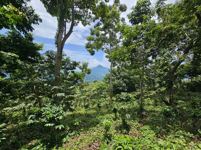 Venta de finca en Usulután - Imagen 7