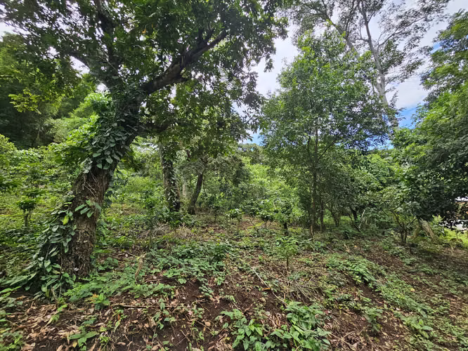Venta de finca en Usulután - Imagen 2