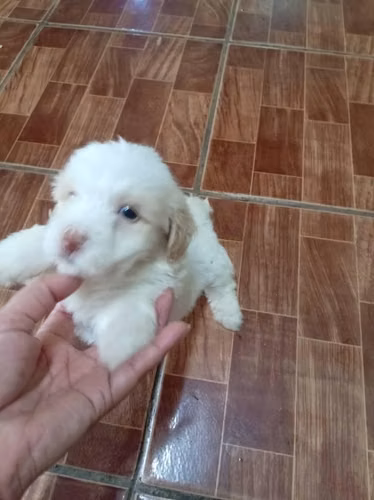 Lindo perrito maltipoo - Imagen 2