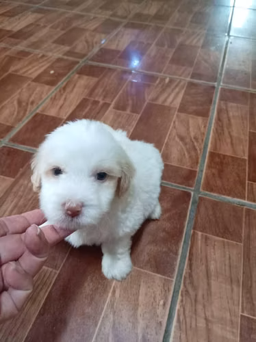 Lindo perrito maltipoo