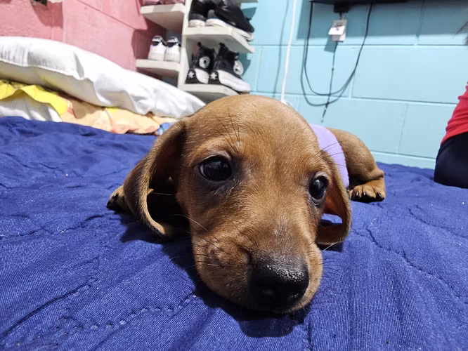 Perrita Dachshund salchicha