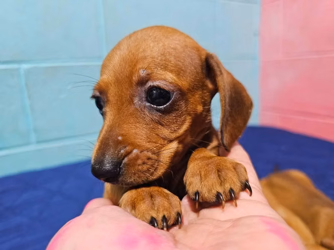 Perritos Dachshund salchicha - Imagen 2