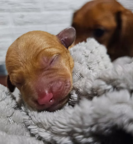 Perrita Dachshund salchicha
