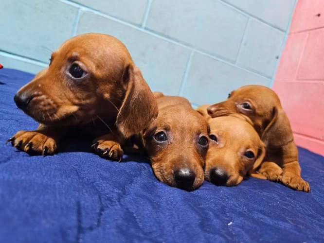 Perritos Dachshund salchicha - Imagen 4